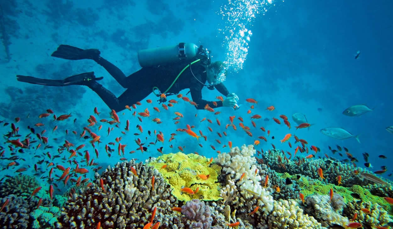 Diving at Aliwal Shoal